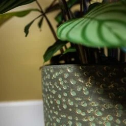 Rinca Plant Pot - Shiny Green -HORTOLOGY Plants Sale Rinca Plant Pot Shiny Green Close Up