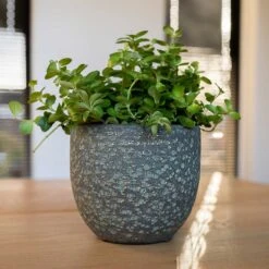 Rinca Plant Pot - Shiny Green -HORTOLOGY Plants Sale Rinca Plant Pot Shiny Green Houseplant