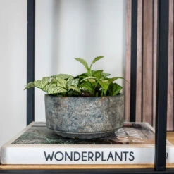 Saar Plant Bowl - Earth Cement 8 Saar Plant Bowl - Earth Cement -HORTOLOGY Plants Sale SaarOvalPlantBowl EarthCement 1