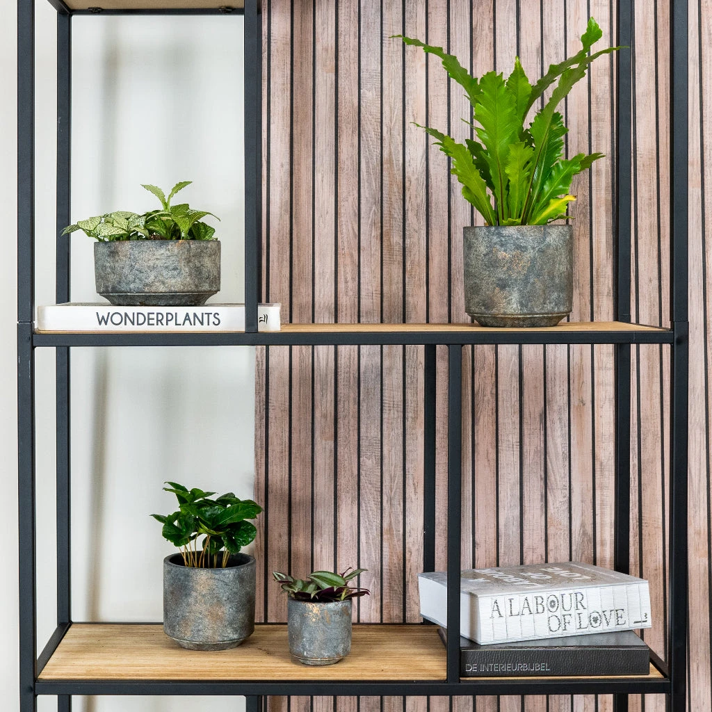 Saar Plant Bowl - Earth Cement 3 Saar Plant Bowl - Earth Cement - Image 3