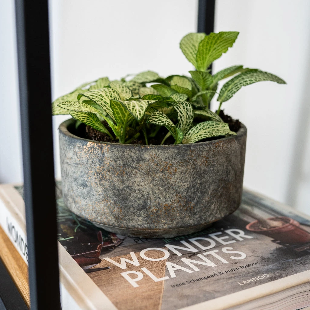 Saar Plant Bowl - Earth Cement 2 Saar Plant Bowl - Earth Cement - Image 2