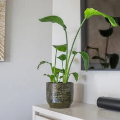 Sanna Plant Pot - Moss Green -HORTOLOGY Plants Sale Sanna Moss Green 6