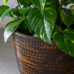 Sanna Plant Pot - Savanna -HORTOLOGY Plants Sale Sanna Savana 7