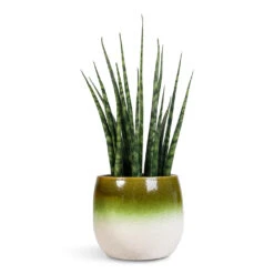 Sansevieria Fernwood Mikado - Snake Plant -HORTOLOGY Plants Sale Sansevieria Fernwood Mikado 12x40cm Fem Pot Pear Green 15x13cm