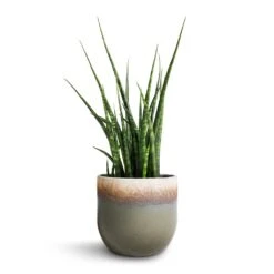 Sansevieria Fernwood Mikado - Snake Plant -HORTOLOGY Plants Sale Sansevieria Fernwood Mikado Snake Plant 12x40cm Tarra Plant Pot Forest 15x13cm