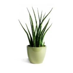 Sansevieria Fernwood Mikado - Snake Plant -HORTOLOGY Plants Sale Sansevieria Fernwood Mikado Snake Plant Sven Plant Pot Mint final 7f04ef57 71cc 48af b69d a65acf90e70d