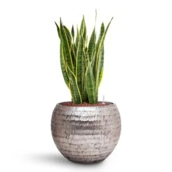 Opus Hammered Globe Planter - Silver -HORTOLOGY Plants Sale Sansevieria Laurentii HydroCare Opus Hammered Globe Planter Silver e369fa0b 90d4 47db 89c1 f06a4770f5a1