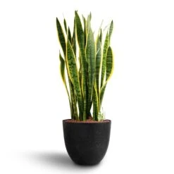 Bola Artstone Plant Pot - Black -HORTOLOGY Plants Sale Sansevieria Laurentii Hydroculture 28 19 x 80cm Bola Artstone Plant Pot Black 38 x 33cm 6adcfc91 c14a 451c bee3 d66b116ae108