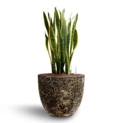 Lava Couple Relic Planter - Black -HORTOLOGY Plants Sale Sansevieria Laurentii Hydroculture 28 19 x 80cm Lava Couple Relic Planter Rust 36 x 34cm c4d152e5 2d67 409a 8e13 4a5de216f18a