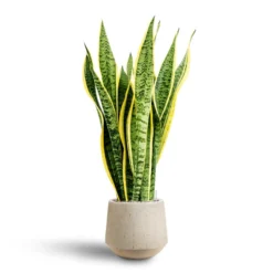 Raindrop Stone Tube Round Planter - Grey Fibreclay Modern Indoor/Outdoor Pot -HORTOLOGY Plants Sale Sansevieria Laurentii Hydroculture 28 19 x 80cm Raindrop Tube Round Planter Stone 30 x 26cm 65935127 bc41 411a 9160 96fcb67b305e