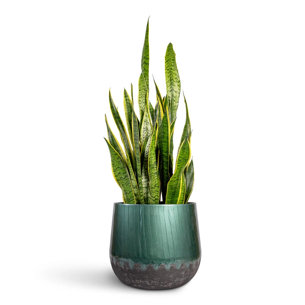 Ninthe Metal Plant Pot - Metallic Petrol 2 Ninthe Metal Plant Pot - Metallic Petrol - Image 2