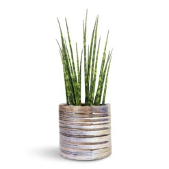 Didi Plant Pot - Pearl Blue -HORTOLOGY Plants Sale Sansevieria bacularis Mikado Snake Plant 12x40cm Didi Plant Pot Pearl Blue 14x13cm 1