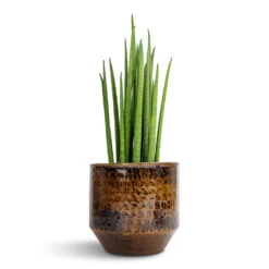Sanna Plant Pot - Savanna -HORTOLOGY Plants Sale Sansevieria bacularis Mikado Snake Plant 12x40cm Sanna Plant Pot Savanna 15x13cm 9295d6bf ab6d 4832 b7f2 77be8424131c