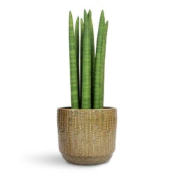 Sansevieria Cylindrica Straight - Cylindrical Snake Plant -HORTOLOGY Plants Sale Sansevieria cylindrica Spikes Cylindrical Snake Plant 17x60cm Cille Plant Pot Forest 17x15cm