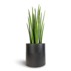 Puk Natural Planter - Matt Black Textured Fibrestone Indoor and Outdoor Pot -HORTOLOGY Plants Sale Sansevieria cylindrica Spikes Cylindrical Snake Plant 19x70cm Puk Natural Planter Matt Black 25x25cm