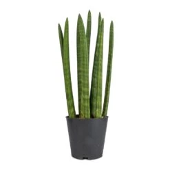 Sansevieria Cylindrica Straight - Cylindrical Snake Plant -HORTOLOGY Plants Sale Sansevieria cylindrica Straight Cylindrical Snake Plant 12x40cm