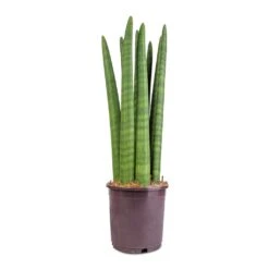 Sansevieria Cylindrica Straight - Cylindrical Snake Plant -HORTOLOGY Plants Sale Sansevieria cylindrica Straight Cylindrical Snake Plant 15x50cm