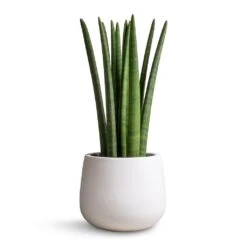 Sansevieria Cylindrica Straight - Cylindrical Snake Plant -HORTOLOGY Plants Sale Sansevieria cylindrica Straight Cylindrical Snake Plant 17x60cm Kevan Essentials Plant Pot Matt White 25x22cm