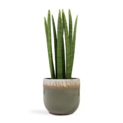Sansevieria Cylindrica Straight - Cylindrical Snake Plant -HORTOLOGY Plants Sale Sansevieria cylindrica Straight Cylindrical Snake Plant 17x60cm Tarra Plant Pot Forest 23x20cm ac02b3bd 0f2f 40f8 9bd0 79b7a1a5b2e2