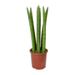 Sansevieria Cylindrica Straight - Cylindrical Snake Plant -HORTOLOGY Plants Sale Sansevieria cylindrica Straight Cylindrical Snake Plant 45cm