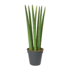 Sansevieria Cylindrica Straight - Cylindrical Snake Plant -HORTOLOGY Plants Sale Sansevieria cylindrica Straight Cylindrical Snake Plant 60cm