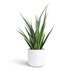 Lisbon Plant Pot - White -HORTOLOGY Plants Sale Sansevieria kirkii Star Sansevieria 12x40cm Lisbon Plant Pot White 13x13cm 68410f7c e77e 4dcf 9054 588bf1afbcd2