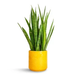 Arley Plant Pot - Yellow Bee 16 Arley Plant Pot - Yellow Bee -HORTOLOGY Plants Sale Sansevieria kirkii Star Sansevieria 15x50cm Arley Plant Pot Yellow Bee 17x17.5cm