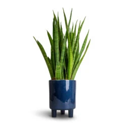 Pisa Plant Pot - Navy -HORTOLOGY Plants Sale Sansevieria kirkii Star Sansevieria 15x50cm Pisa Plant Pot Navy 16x19cm