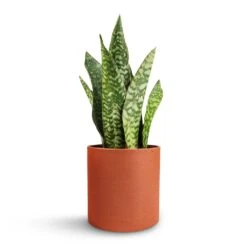 Sansevieria Masoniana Dragon - Snake Plant -HORTOLOGY Plants Sale Sansevieria masoniana Dragon Snake Plant 12x40cm Puk Refined Planter Canyon Orange 15x15cm