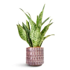 Sansevieria Masoniana Dragon - Snake Plant -HORTOLOGY Plants Sale Sansevieria masoniana Dragon Snake Plant 14x50cm Stian Plant Pot Lavender Candy 18x17cm