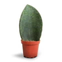 Sansevieria Masoniana Victoria - Shark Fin Snake Plant -HORTOLOGY Plants Sale Sansevieria masoniana Victoria Shark Fin Snake Plant 10x30cm