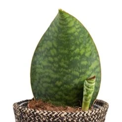 Sansevieria Masoniana Victoria - Shark Fin Snake Plant -HORTOLOGY Plants Sale Sansevieria masoniana Victoria Shark Fin Snake Plant 10x30cm Behind Selin Plant Basket Black Weave 15x12cm a5f8380b f94b 4370 a2b8 25952b2fd065