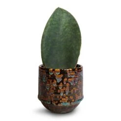 Sansevieria Masoniana Victoria - Shark Fin Snake Plant -HORTOLOGY Plants Sale Sansevieria masoniana Victoria Shark Fin Snake Plant 10x30cm Noud Plant Pot Marrakesh 14x13cm