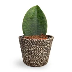 Selin Plant Basket - Black Weave 9 Selin Plant Basket - Black Weave -HORTOLOGY Plants Sale Sansevieria masoniana Victoria Shark Fin Snake Plant 10x30cm Selin Plant Basket Black Weave 15x12cm