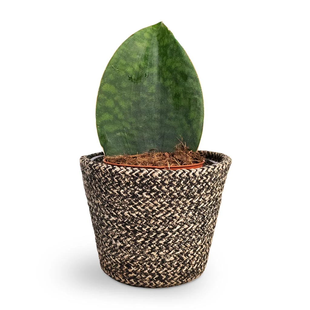 Selin Plant Basket - Black Weave 3 Selin Plant Basket - Black Weave - Image 3
