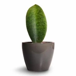 Sansevieria Masoniana Victoria - Shark Fin Snake Plant -HORTOLOGY Plants Sale Sansevieria masoniana Victoria Shark Fin Snake Plant 10x30cm Sven Plant Pot Smoke 13x11cm 4945c3c7 5ce4 47cf beb9 827fd06eb49b