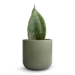 Sansevieria Masoniana Victoria - Shark Fin Snake Plant -HORTOLOGY Plants Sale Sansevieria masoniana Victoria Shark Fin Snake Plant 10x30cmLisbon Plant Pot Sage 13x13cm 2 fbeb66c1 16b9 4476 8c8b 0d68632f13e5