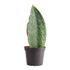 Sansevieria Masoniana Victoria - Shark Fin Snake Plant -HORTOLOGY Plants Sale Sansevieria masoniana Victoria Shark Fin Snake Plant 12x40cm