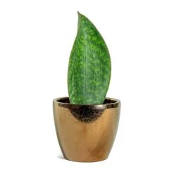 Sansevieria Masoniana Victoria - Shark Fin Snake Plant -HORTOLOGY Plants Sale Sansevieria masoniana Victoria Shark Fin Sven Plant Pot Gold