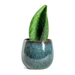Sansevieria Masoniana Victoria - Shark Fin Snake Plant -HORTOLOGY Plants Sale Sansevieria masoniana Victoria Shark Fin odile petrol plant pot