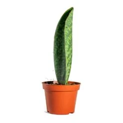 Sansevieria Masoniana Victoria - Shark Fin Snake Plant -HORTOLOGY Plants Sale Sansevieria masoniana Victoria Shark Fin side