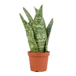 Sansevieria Masoniana Dragon - Snake Plant -HORTOLOGY Plants Sale Sansevieria masoniana Dragon