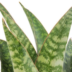 Sansevieria Masoniana Dragon - Snake Plant -HORTOLOGY Plants Sale Sansevieria masoniana Dragon SWATCH 2