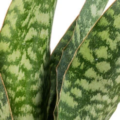 Sansevieria Masoniana Dragon - Snake Plant -HORTOLOGY Plants Sale Sansevieria masoniana Dragon SWATCH