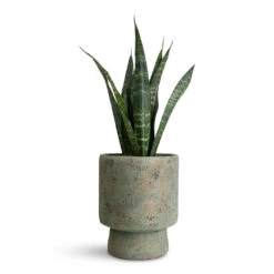 Sansevieria Trifasciata Black Coral - Snake Plant -HORTOLOGY Plants Sale Sansevieria trifasciata Black Coral 12x40cm Aily Pot Grey Teal 19x23cm