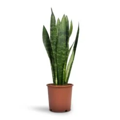 Sansevieria Trifasciata Black Coral - Snake Plant -HORTOLOGY Plants Sale Sansevieria trifasciata Black Coral Snake Plant 14x50cm