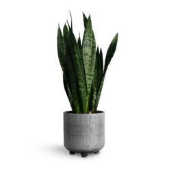 Sansevieria Trifasciata Black Coral - Snake Plant -HORTOLOGY Plants Sale Sansevieria trifasciata Black Coral Snake Plant 14x50cm Denise Plant Pot Of White 17x17cm