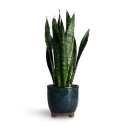 Sansevieria Trifasciata Black Coral - Snake Plant -HORTOLOGY Plants Sale Sansevieria trifasciata Black Coral Snake Plant 14x50cm Kaat Plant Pot Petrol 16x16cm