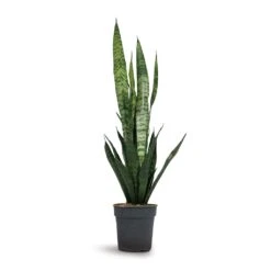 Sansevieria Trifasciata Black Coral - Snake Plant -HORTOLOGY Plants Sale Sansevieria trifasciata Black Coral Snake Plant 15x45cm