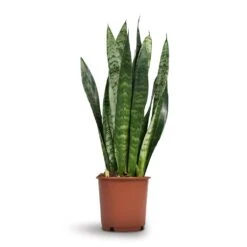 Sansevieria Trifasciata Black Coral - Snake Plant -HORTOLOGY Plants Sale Sansevieria trifasciata Black Coral Snake Plant 17x60cm
